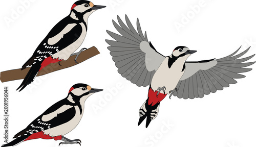 Woodpecker Bird Vector Set with Perched and Flying Poses, Detailed Wildlife Illustration for Forest Animals, Ornithology Study, and Nature Design Graphics