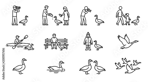 Canadian Goose Vector Line Art Icons Set of People and Bird Interactions Outdoor Park Activities Flying and Swimming Geese