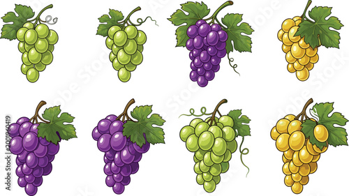 Grape fruit collection with green, purple, and yellow bunches, fresh vineyard harvest illustration set for wine design, organic food branding, and agricultural themes