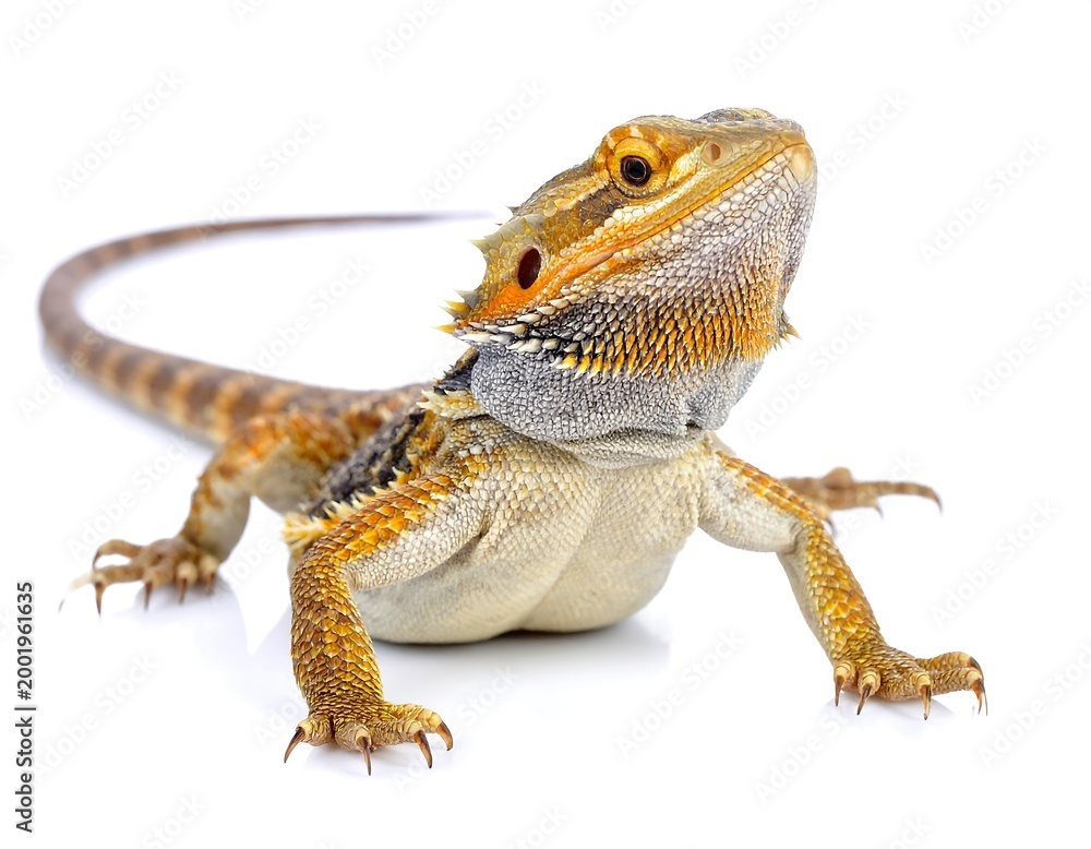 Naklejka premium Bearded dragon with white bg.