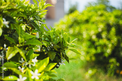 Photos Green bushes with white flowers grow in a garden next to a building