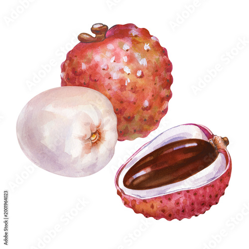 Watercolor illustration of tropical lychee fruits. Composition with one whole pink textured fruit, one peeled white juicy fruit, and one half-cut lychee showing the dark brown glossy seed on a