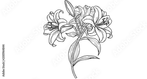 SEO Title
Hand drawn lily flowers outline sketch floral vector illustration isolated on white background