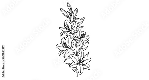 SEO Title
Minimal lily flower line art vector botanical outline illustration for wedding invitation design