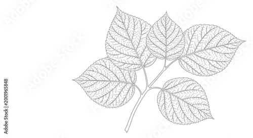 Schilderij op canvas Detailed illustration of leafy green branch.