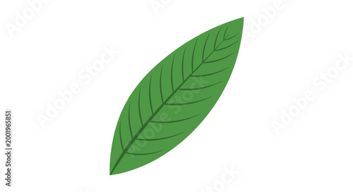 Bilde på lerret Green leaf with veins isolated.