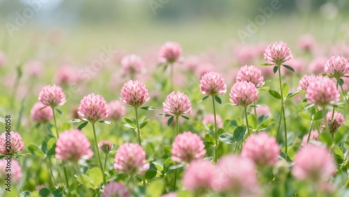 Pink clover flowers in a field