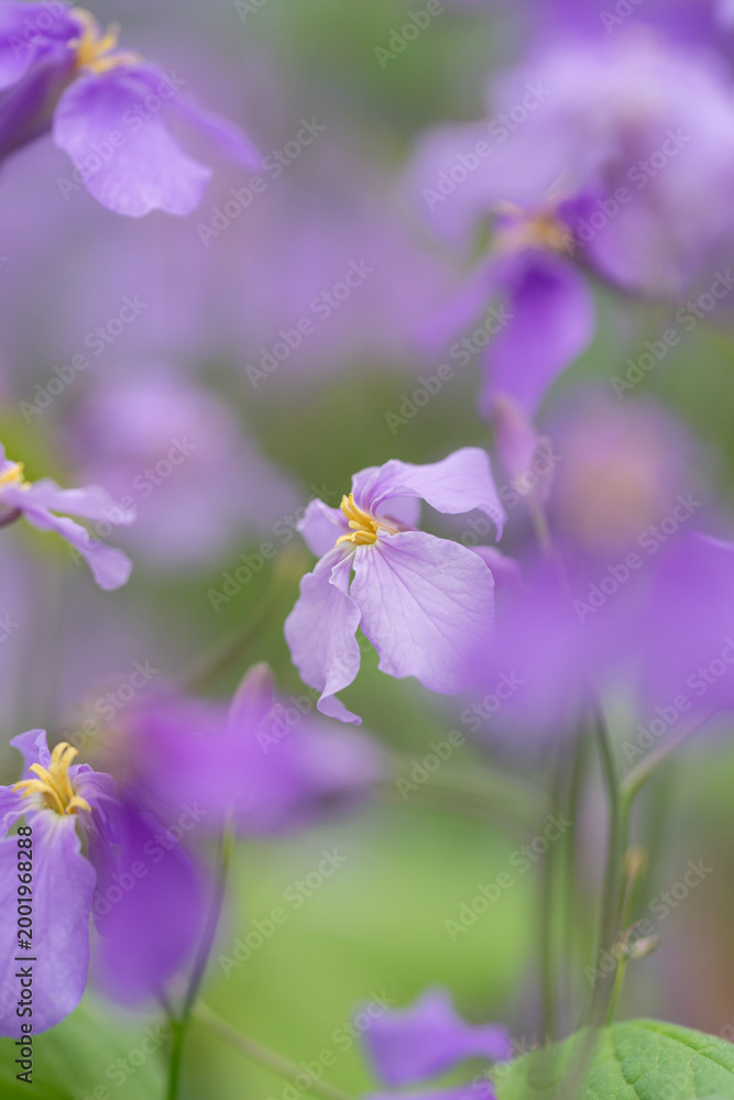 Fototapeta premium ムラサキハナナの花