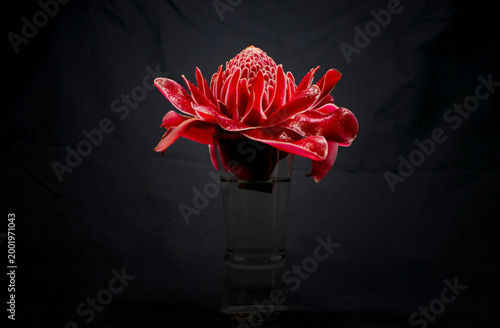 Photography Water Drops on Etlinger Elation (Troch Ginger) Flower Petals with glass of water