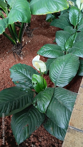 green plant in a garden