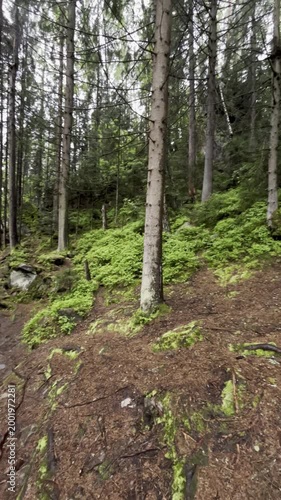 Rain falls on a forest path with green plants, tall trees, rocks, and wet ground covering the area