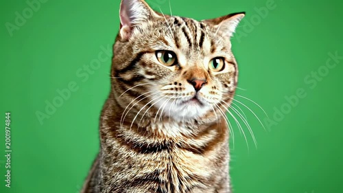 A striking portrait of a tabby cat with bright green eyes playfully extending a paw against a vibrant green background.