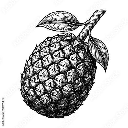 Detailed black and white illustration of a durian fruit with leaves