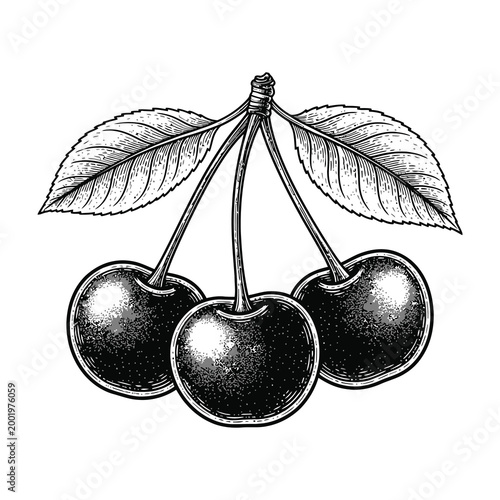 Three ripe cherries with leaves on stem, fresh fruit