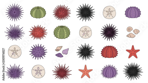 Sea urchin vector illustration set featuring colorful spiky marine animals bare skeleton tests sand dollars starfish and seashells isolated