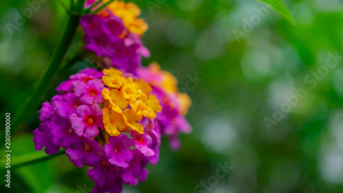Tableau sur toile lantana flowers in the garden,fresh,colour,blossom,pink,closeup,bloom,outdoor,gr