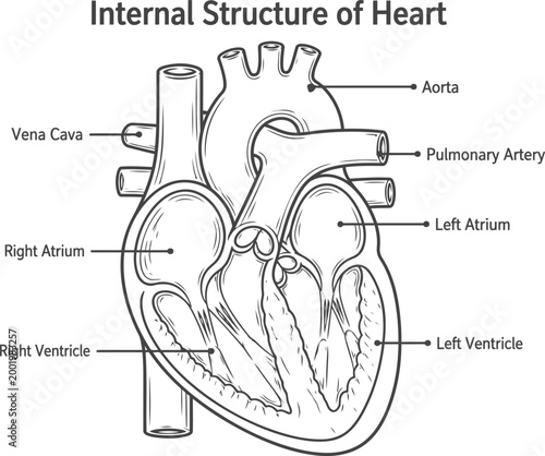 A clear, monochromatic diagram comprehensively outlines the internal structure of the human heart, identifying its vital chambers and major blood vessels.