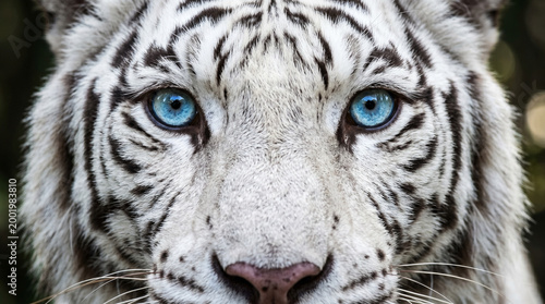 Close-Up of White Tiger with Striking Blue Eyes