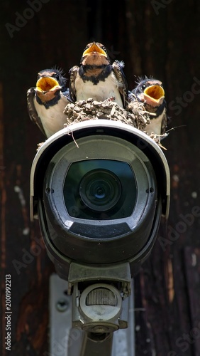 Bird Nest on Security Camera.