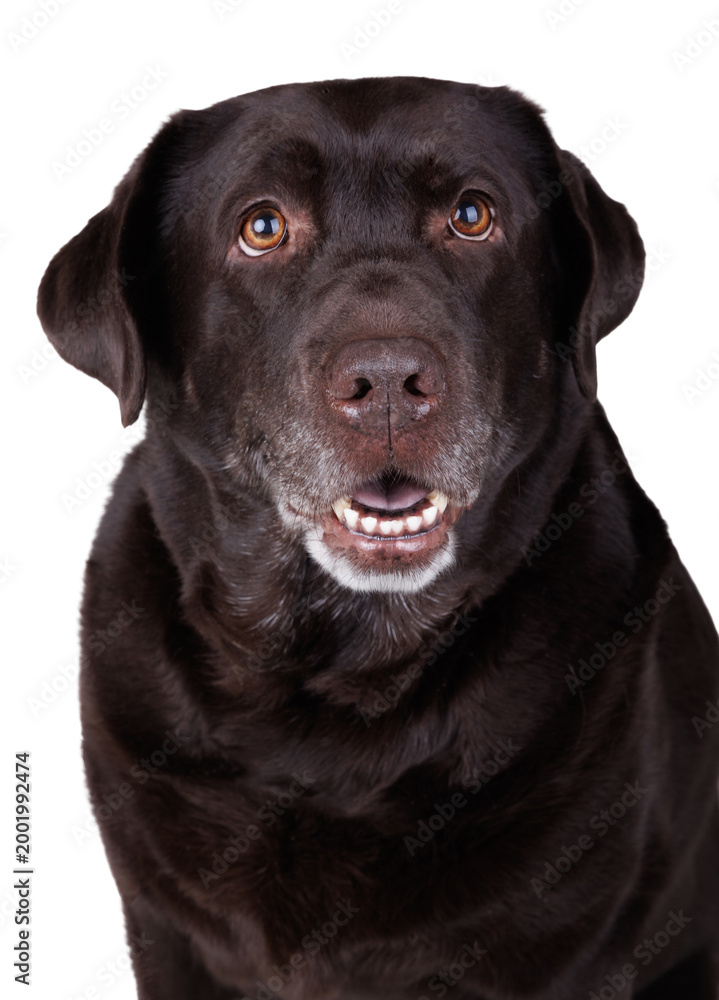 Obraz premium Senior chocolate labrador retriever dog looking up with curious expression isolated on white background