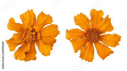 Set of orange marigold flower isolated on transparent background	