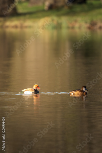 Fotografie pair of red-crested pochards (netta rufina) swimming on a calm pond surface