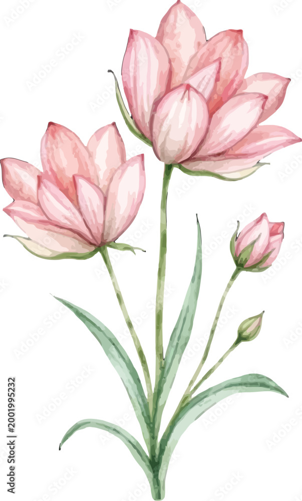 Obraz premium Delicate Pink Watercolor Lotus Flowers with Green Stems and Buds.