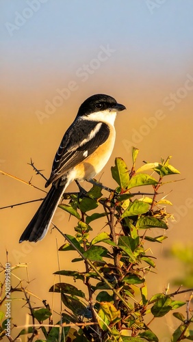 Bird on Branch.