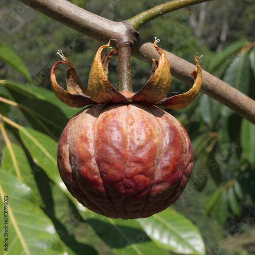 typical ripe pequi fruit caryocar brasiliense in f