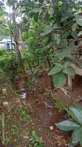 Large Nephila Golden Silk Orb-Weaver Spider in Tropical Garden