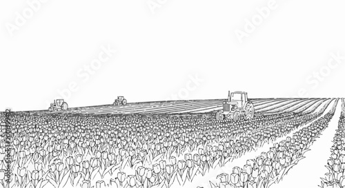 Vast tulip field under cultivation by tractors on a clear day