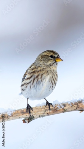 Bird on snowy branch.
