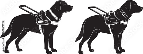 Two black labrador guide dogs wearing harnesses shown in silhouette guide dog service animal black and white assistance dog training working dog domestic animal welfare labrador