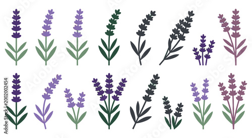 Collection of lavender plants and sprigs with detailed floral elements. Various sizes and colorations in purple and green hues, representing nature and aromatherapy.