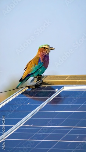 Bird on Solar Panel.