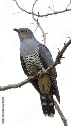 Bird perched on branch.