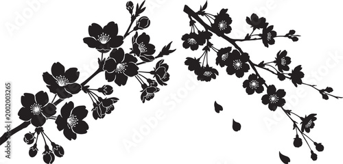 Black and white ink drawing of cherry blossom branches with falling petals traditional style branches traditional japanese botanical illustration delicate silhouette beautiful oriental