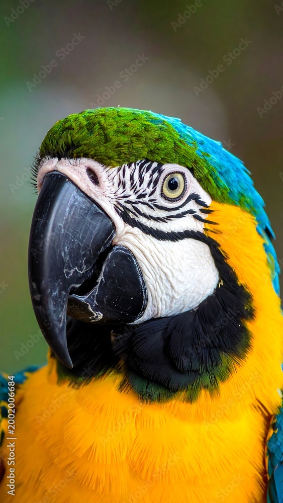 Fototapeta premium Blue and Gold Macaw Portrait.