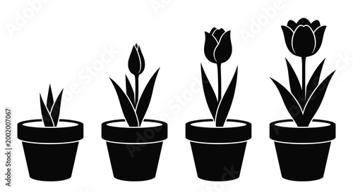 Tulips in pots growth stages black silhouette