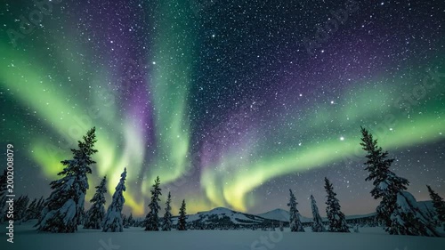 Vibrant Aurora Borealis dancing over snow-covered trees