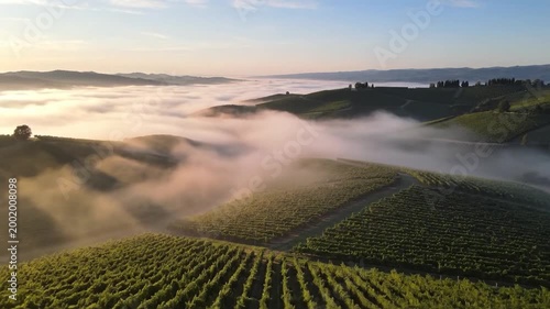Vineyard Landscape Shrouded in Morning Fog