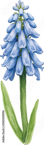 Elegant blue delphinium flower with tall bloom cluster in a garden.