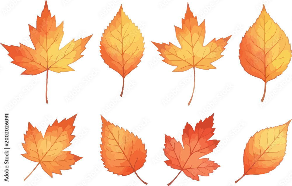 Fototapeta premium Watercolor autumn maple leaves collection isolated on transparent background perfect for fall season designs and decorations