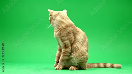 A ginger tabby cat sits attentively against a vibrant green screen, poised and ready for action.