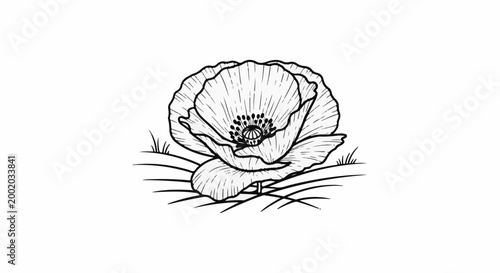 Detailed line drawing of a poppy flower with delicate petals and grass