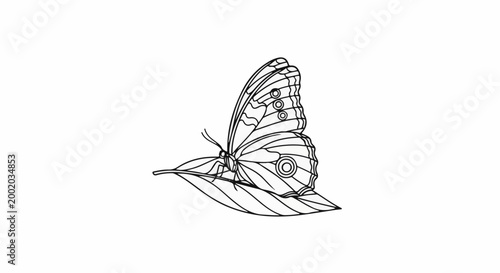 Detailed line drawing of a butterfly resting on a leaf