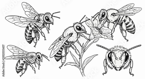 Detailed sketch of bees interacting with a flower, showcasing their anatomy