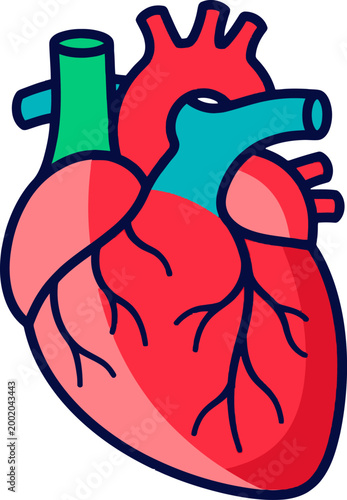 Illustration of a healthy human heart, a vital organ responsible for pumping blood throughout the body and maintaining life functions