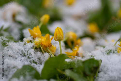 The last snow on a yellow flowers.