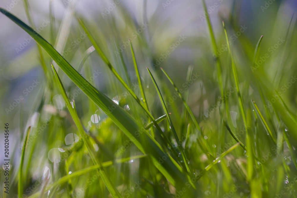 Obraz premium Green grass with drops.